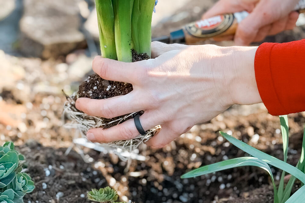 Hands lowering a hyacinth into dark spring soil beside a stone edge.
