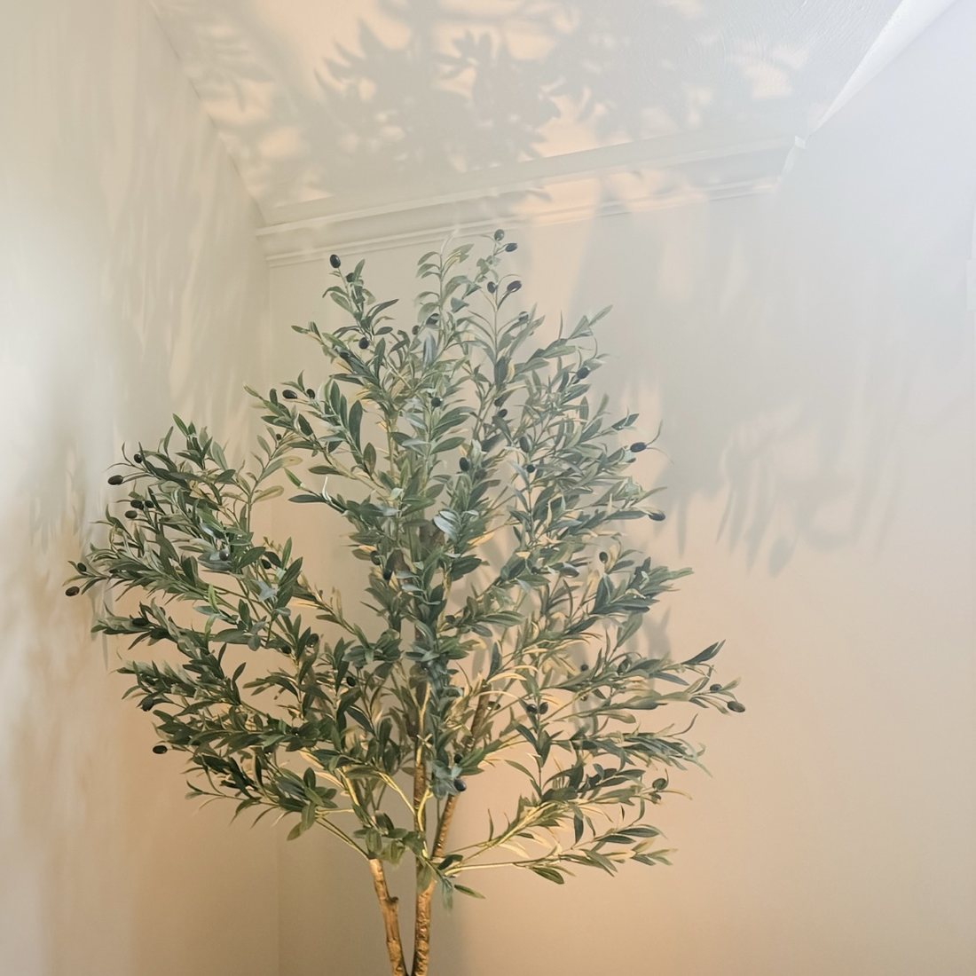 A faux olive tree in the corner of a room in afternoon light, its leaf shadows thrown across the wall and ceiling.