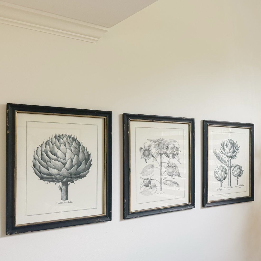 Three framed botanical engravings of artichokes and a sunflower in distressed black-and-gold frames, hung in a row on a pale wall.
