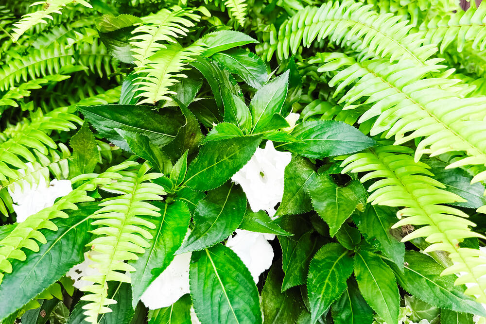 Boston fern fronds and white petunias filling a container in bright shade.