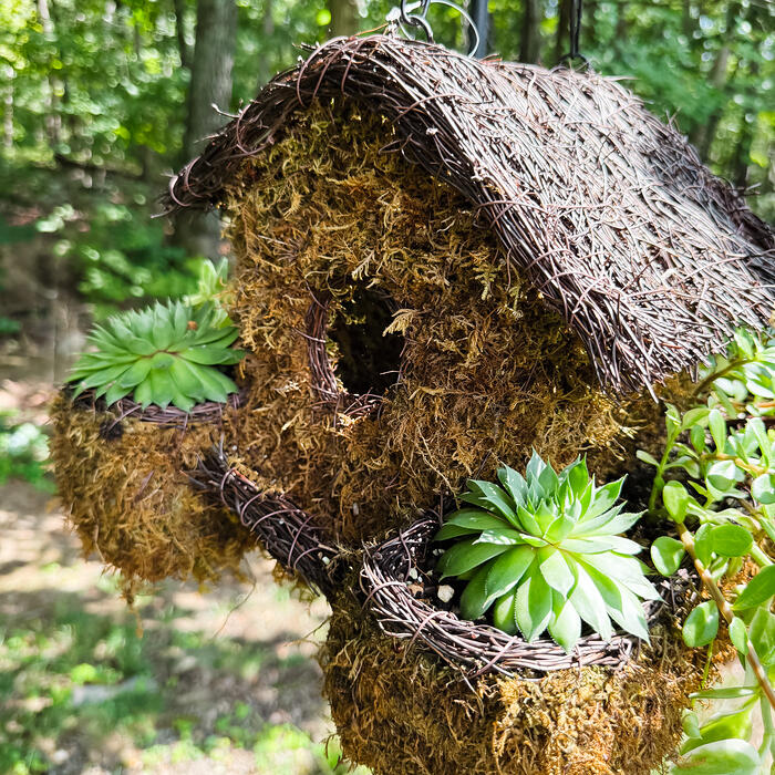 The same moss birdhouse hanging in dappled woodland light, hens-and-chicks tucked into its sides.