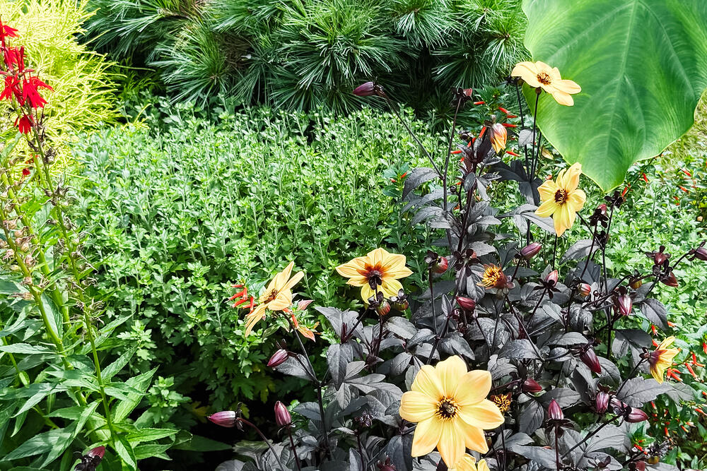 A summer border of yellow dahlias, dark-leaved hibiscus, boxwood and elephant ear.