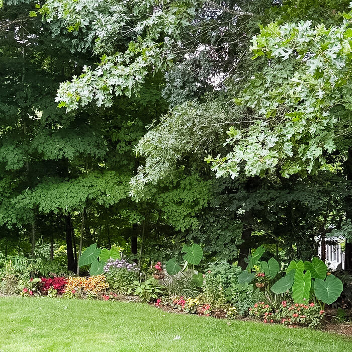 The long border seen across mown lawn, backed by tall trees.