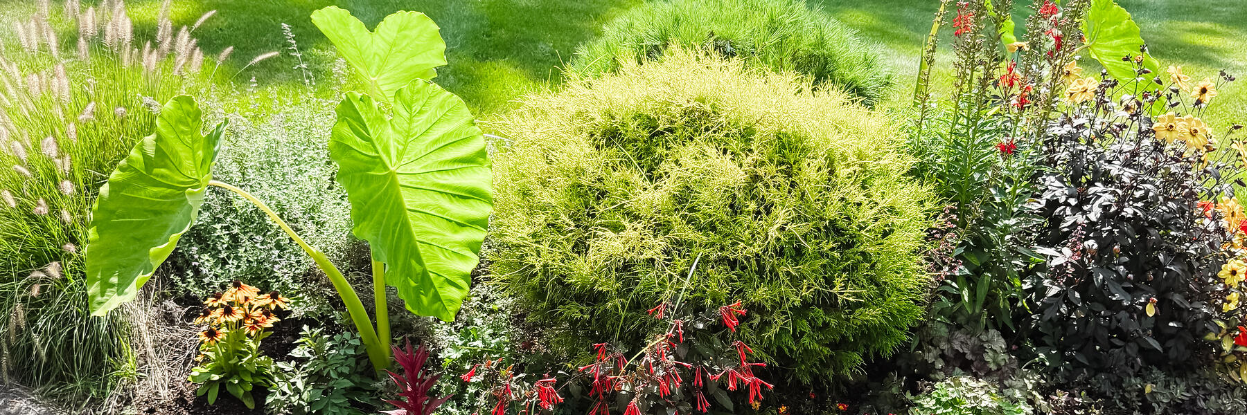 A wide view along a mixed summer border: elephant ear, boxwood, grasses and red and orange annuals.
