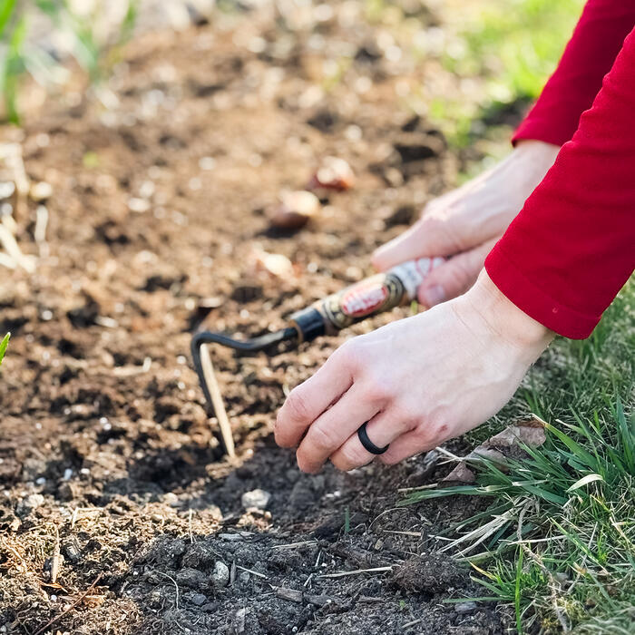 A hand fork working dark spring soil, a red sleeve pushed up.