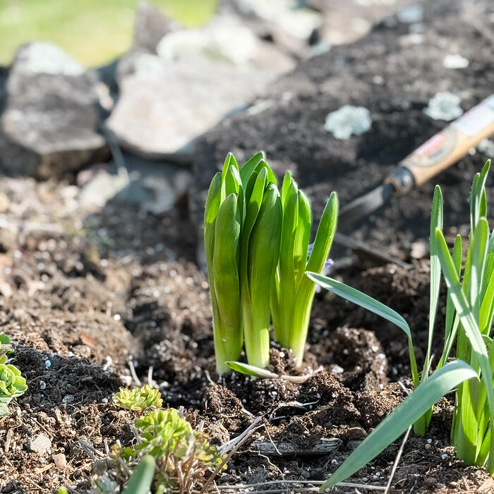 Green hyacinth shoots emerging from bare soil beside a garden trowel.