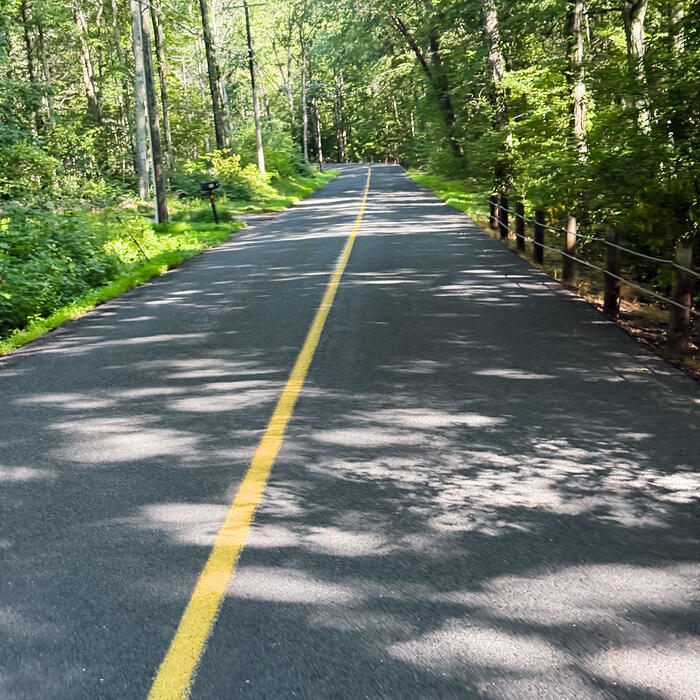 A quiet tree-lined road in full summer leaf, a yellow centre line running away into shade.