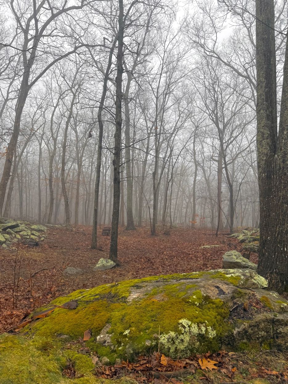 A foggy February forest, bare trees over moss-covered rock.