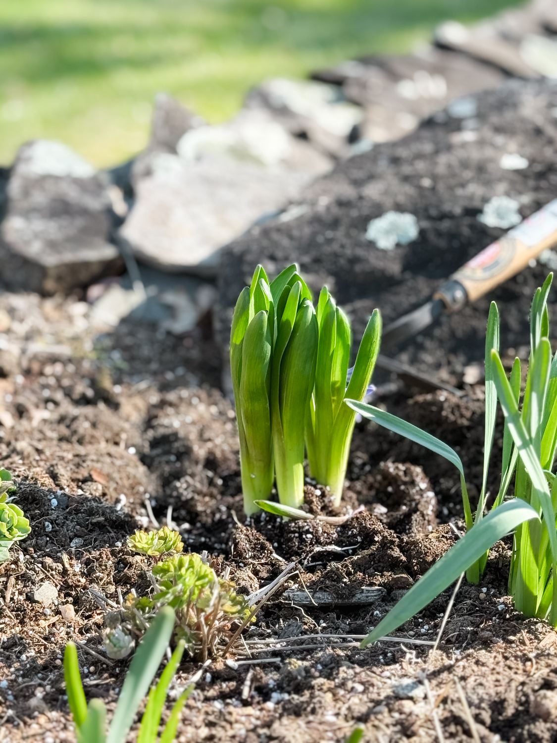Hyacinth shoots breaking through cold soil in early spring.