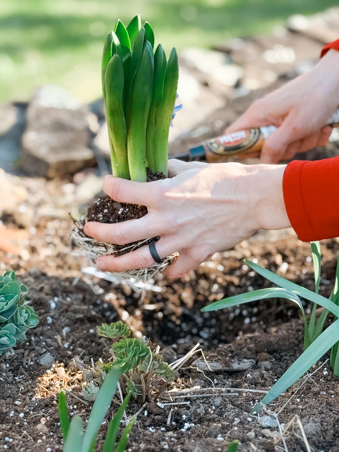 Hands pressing bulbs into the soil of a spring garden bed.