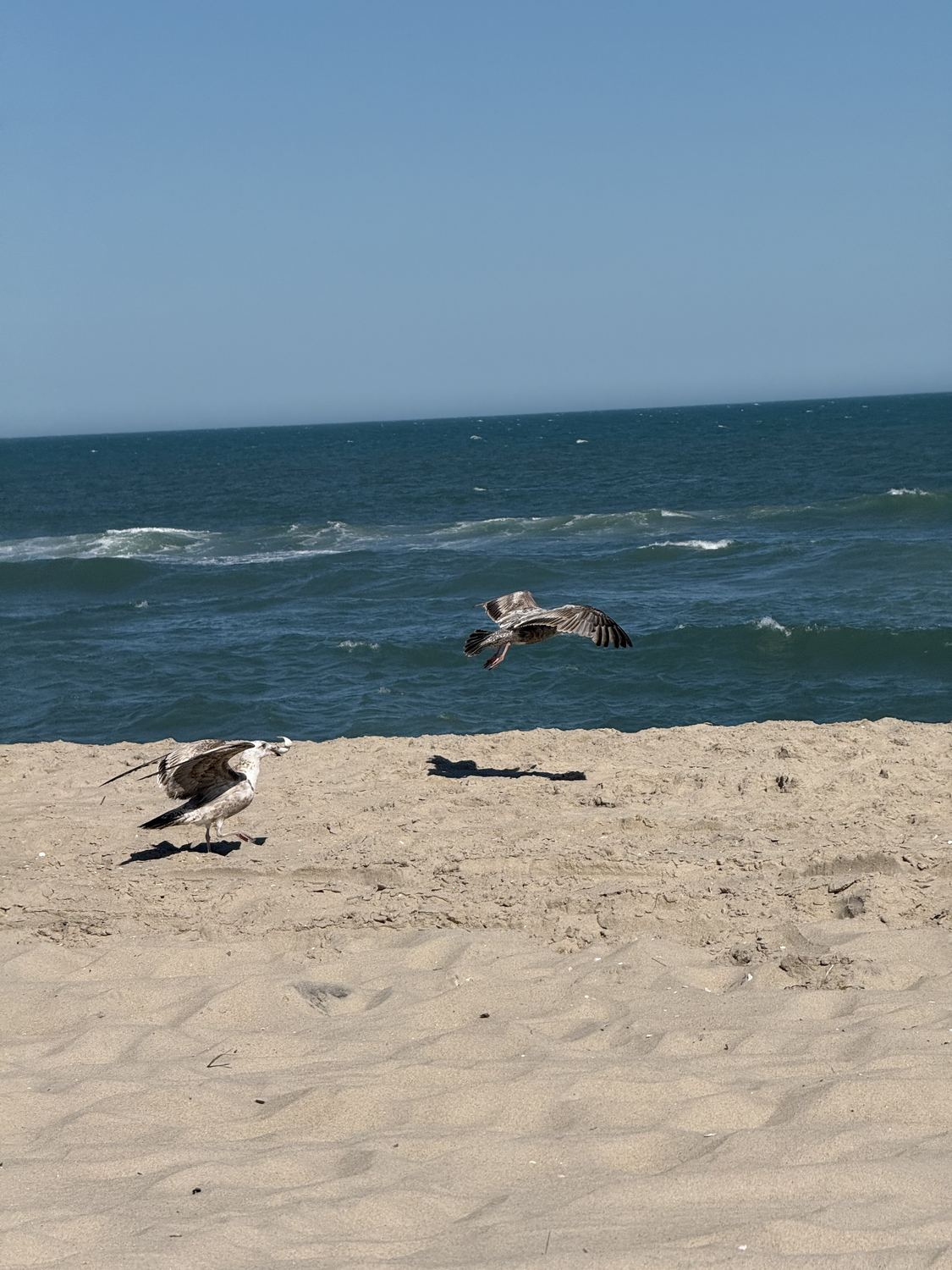 A gull along the tideline of a quiet beach.