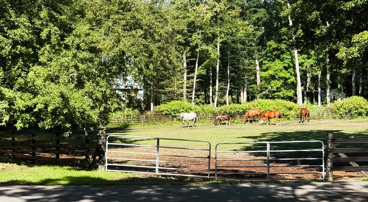 Horses grazing in a fenced field beside the road.